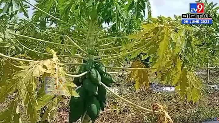 वादळी पाऊस आणि गारपीट झाल्याने पपई जमीनदोस्त; कुठं झाला अवकाळी? वादळी पाऊस आणि गारपीट झाल्याने पपई जमीनदोस्त; कुठं झाला अवकाळी?