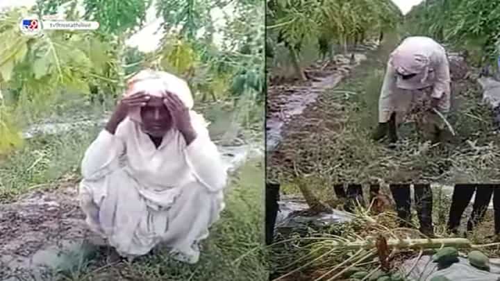 मान्सूनपूर्व पावसानं पपई बागांना झोडपलं, कुठं झालं बळीराजाचं मोठं नुकसान? मान्सूनपूर्व पावसानं पपई बागांना झोडपलं, कुठं झालं बळीराजाचं मोठं नुकसान?