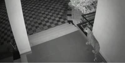 leopard : बिबट्या आला, अन् काय घेऊन गेला, वाचल्यावर बसेल तुम्हालाही धक्का