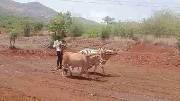 मावळ खोऱ्यात भात हे मुख्य पीक, पारंपरिक पद्धतीने धूळवाफेवर भात पेरणीला सुरवात