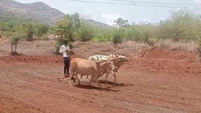 मावळ खोऱ्यात भात हे मुख्य पीक, पारंपरिक पद्धतीने धूळवाफेवर भात पेरणीला सुरवात
