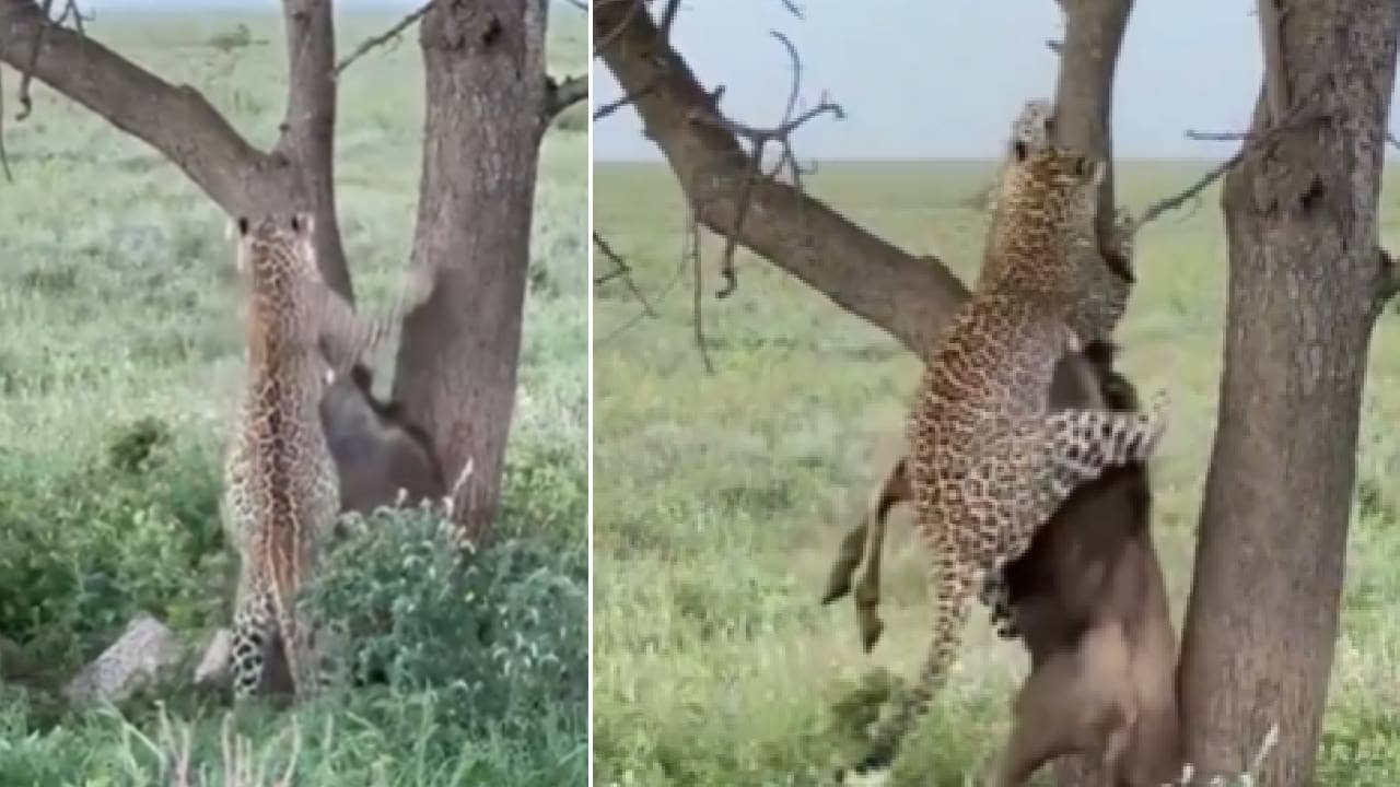 हे बघून तुम्हाला बिबट्याच्या ताकदीचा अंदाज येईल, थक्क करणारा व्हिडीओ!