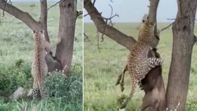 हे बघून तुम्हाला बिबट्याच्या ताकदीचा अंदाज येईल, थक्क करणारा व्हिडीओ!