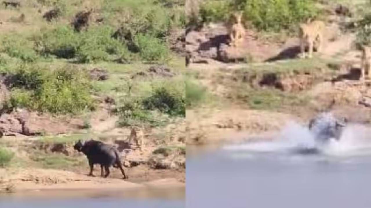 VIDEO | दहा सिंहांना एक गवा भारी पडला, घाबरलेले सिंह इतकं तिकडं पळाले, पाहा व्हिडीओ