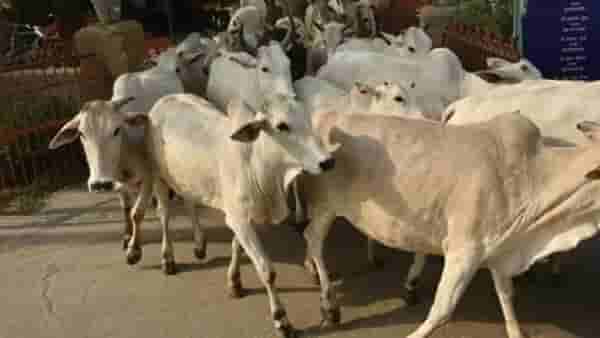 Cow Dung: गाईच्या शेणापासून तयार केल्या टाईल्स, घराच्या तापमानात इतकी होते घट