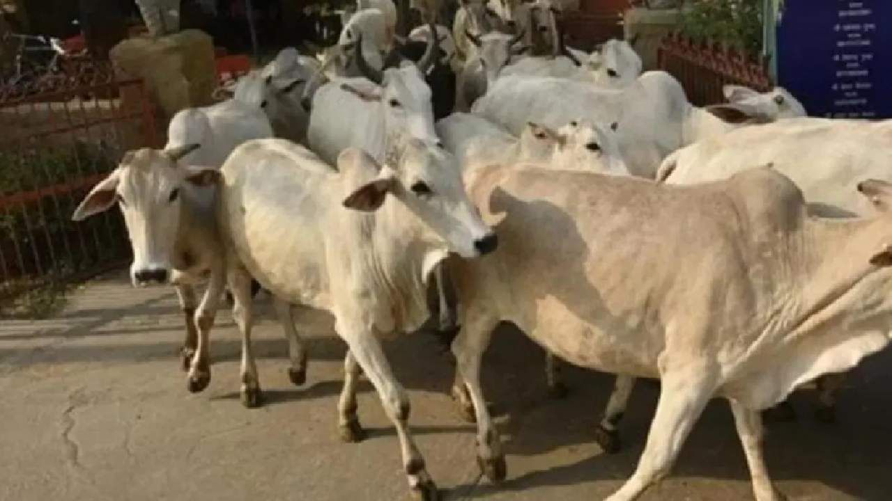 Cow Dung: गाईच्या शेणापासून तयार केल्या टाईल्स, घराच्या तापमानात इतकी होते घट