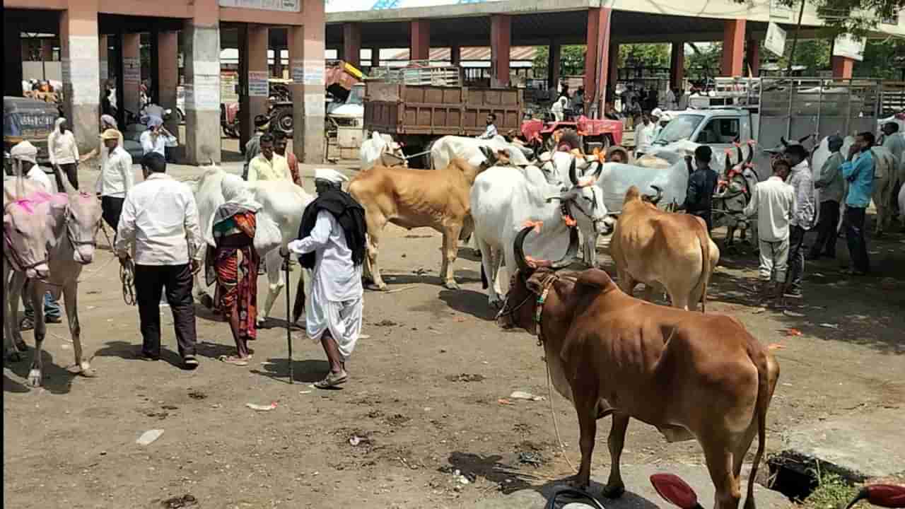 एक लाख रुपयाला बैलजोडी, व्यापाऱ्यांमुळे शेतकरी अडचणीत