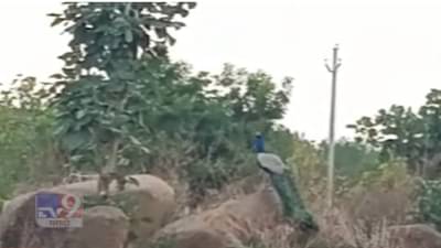 माणसांप्रमाणे पशुपक्षांनाही मान्सूनची प्रतिक्षा, शेतात मोराची मनसोक्त भटकंती