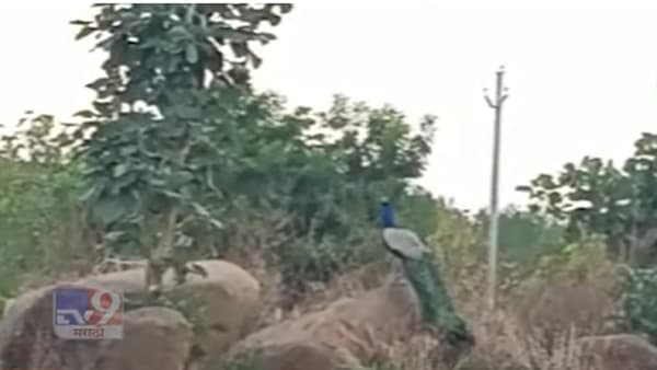 माणसांप्रमाणे पशुपक्षांनाही मान्सूनची प्रतिक्षा, शेतात मोराची मनसोक्त भटकंती