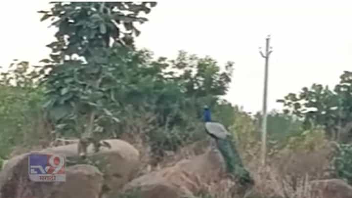 माणसांप्रमाणे पशुपक्षांनाही मान्सूनची प्रतिक्षा, शेतात मोराची मनसोक्त भटकंती माणसांप्रमाणे पशुपक्षांनाही मान्सूनची प्रतिक्षा, शेतात मोराची मनसोक्त भटकंती