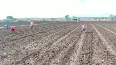 या जिल्ह्यात मजूर मिळत नसल्यामुळे शेतकरी अडचणीत, खरीप हंगामात....