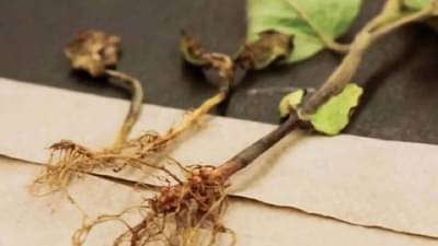 Tulsi Upay : तुळशीच्या मुळाच्या या उपायाने चमकेल तुमचे भाग्य, हे नियम अवश्य पाळा