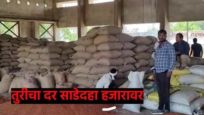 Agricultural News : तुरीचा दर साडेदहा हजारावर, शेतकरी वर्ग आनंदात