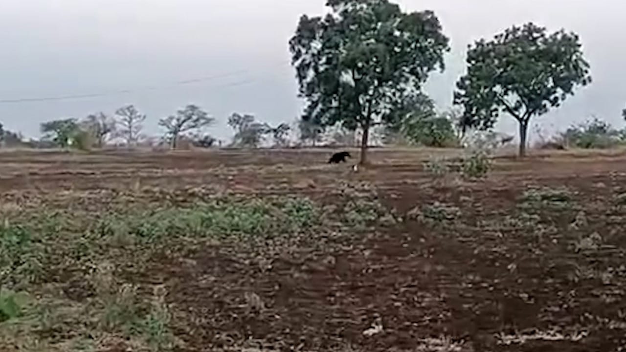 बुलढाणा शहराला लागून असलेल्या ज्ञानगंगा अभयारण्यातील अनेक वन्यप्राणी पाण्याच्या आणि खाद्याच्या शोधात शहराकडे कूच करत असल्याचे पाहायला मिळतंय आहे. 