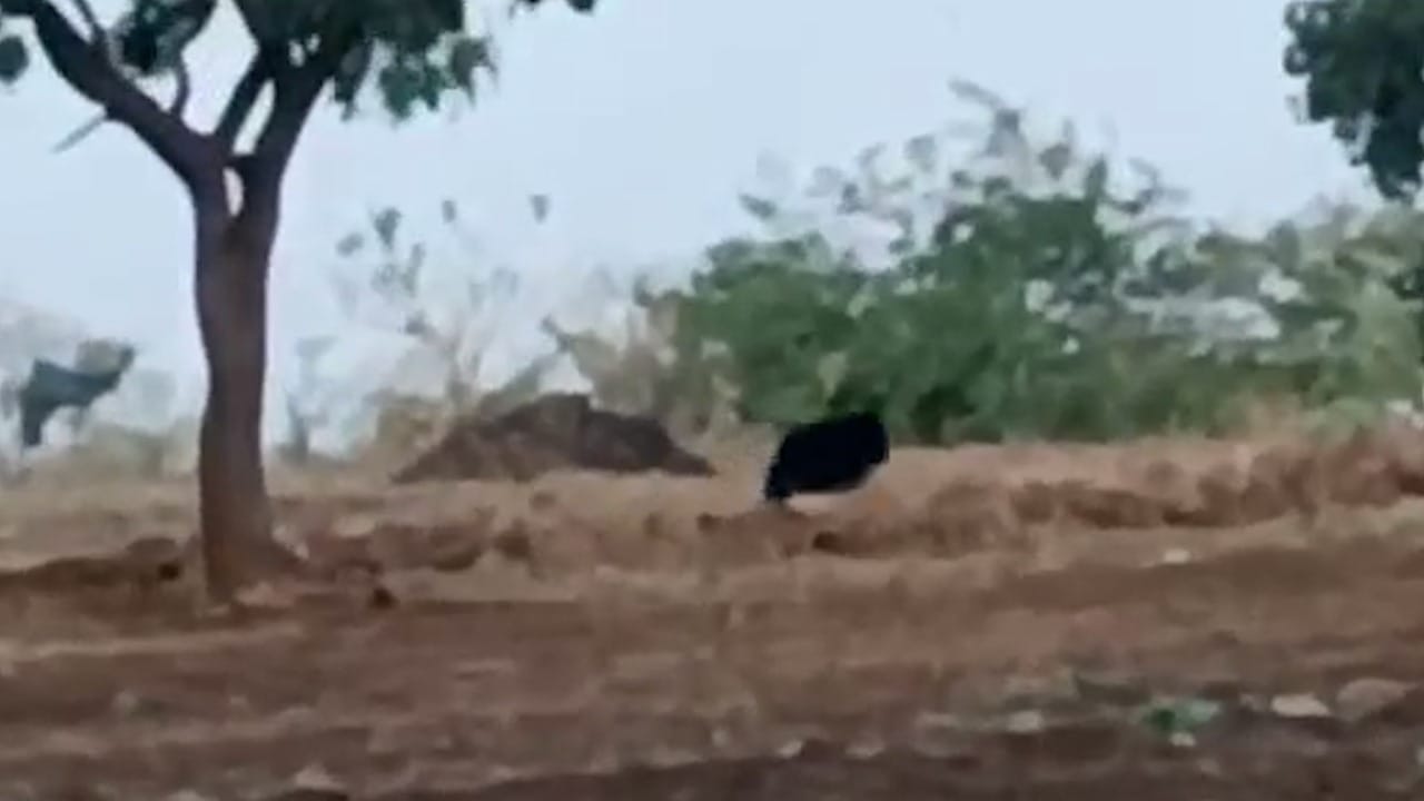 गेल्या काही दिवसापासून बालाजी मंदिर परिसरात दोन अस्वलांचा मुक्त संचार असल्याचं पाहायला मिळतोय.