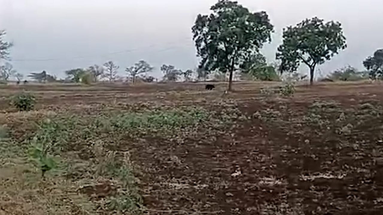 सकाळी मॉर्निंग वॉक करता जाणाऱ्या नागरिकांनी सतर्कता बाळगावी , असे आवाहन वनविभागाकडून करण्यात आले आहे.