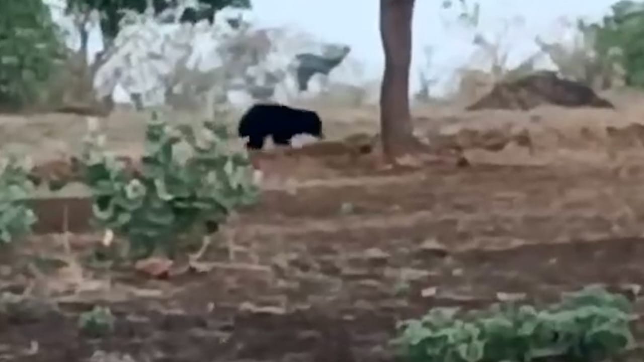  अस्वल फिरत असलेला व्हिडीओ सोशल मीडियावर चांगलाचं व्हायरल झाला आहे. 