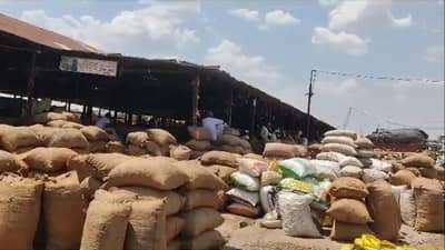 रिसोड बाजार समितीत हळदीची आवक वाढली, वाहनांच्या रांगा...