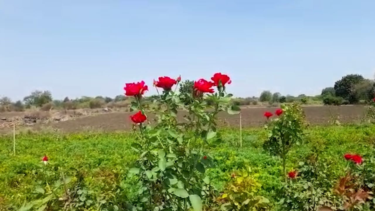 शेतीला जोडधंदा म्हणून बाबुराव सुरवसे यांनी केवळ नऊ गुंठ्यात गुलाबाची लागवड केली आहे.
