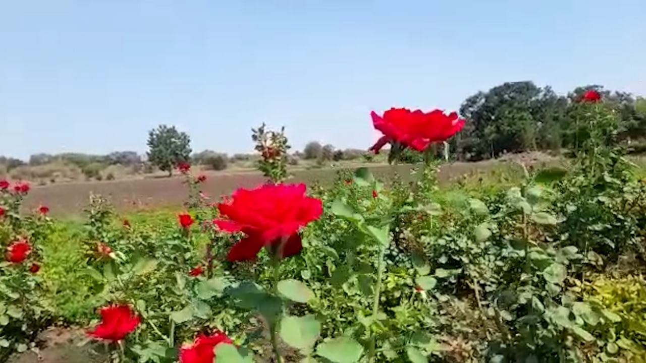 या गुलाब फुलांचे दररोज एक हजार रुपये शेतकरी बाबूराव सुरवसे यांना मिळतात .
