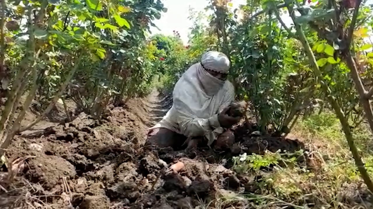 बाबुराव सुरवसे यांना नऊ एकर जमीन आहे .