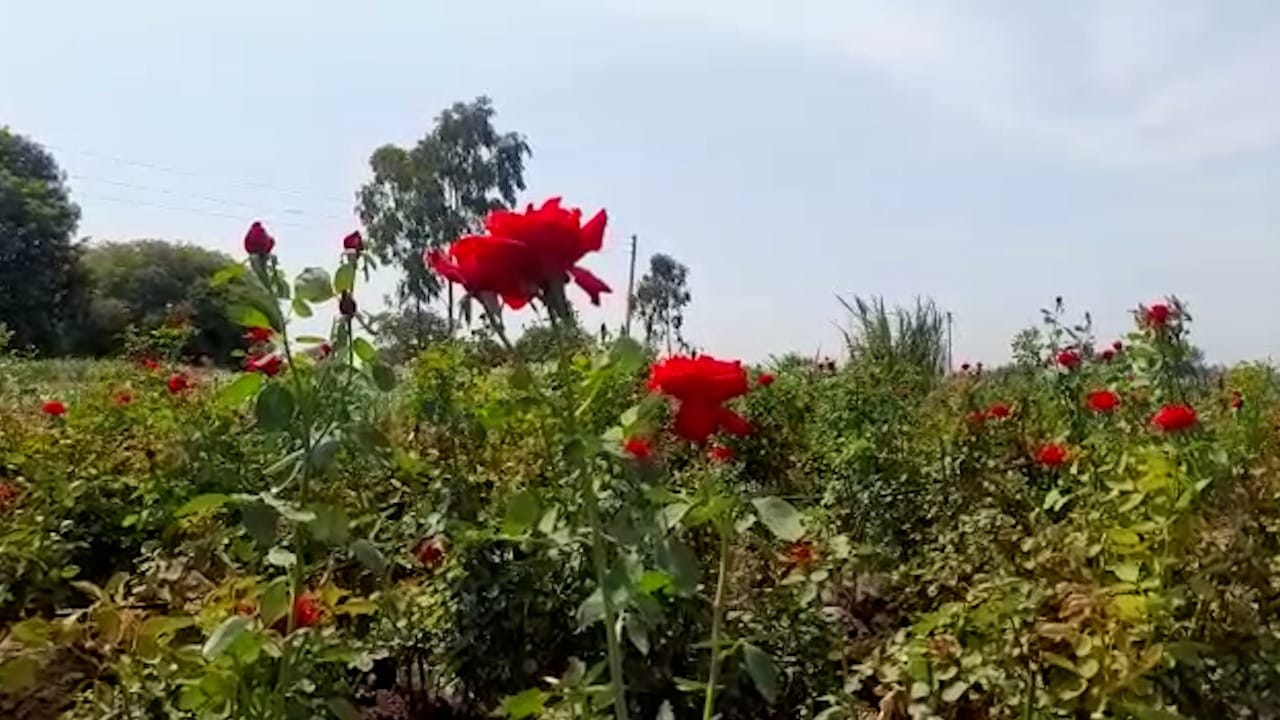 त्यांनी केलेला फुल शेतीचा प्रयोग आता इतरही शेतकरी करत आहेत.