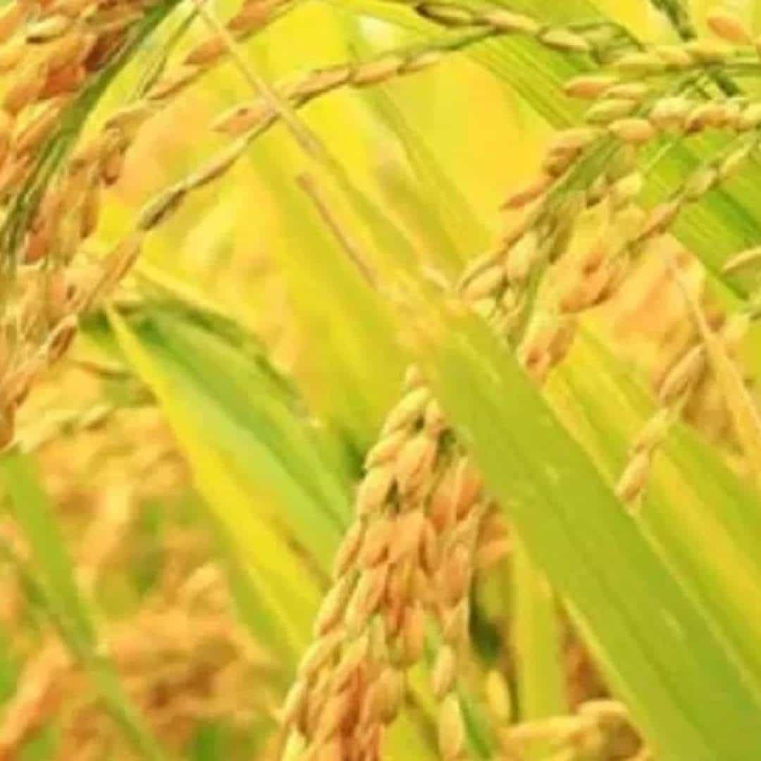जूनचा दुसरा आठवडा सुरू झाला. मान्सूनचे आगमन होत आहे. भारतातील ७५ टक्के लोकं शेतीवर जीवन जगतात. शेतकरी कामाला लागला आहे. देशात धानाची जास्त प्रमाणात लागवड केली जाते. हमखास येणारे पीक अशी या धानाची ओळख. त्यामुळे कोणत्या जातीचे धान लावावे, यासंदर्भात काही महत्त्वाची माहिती.