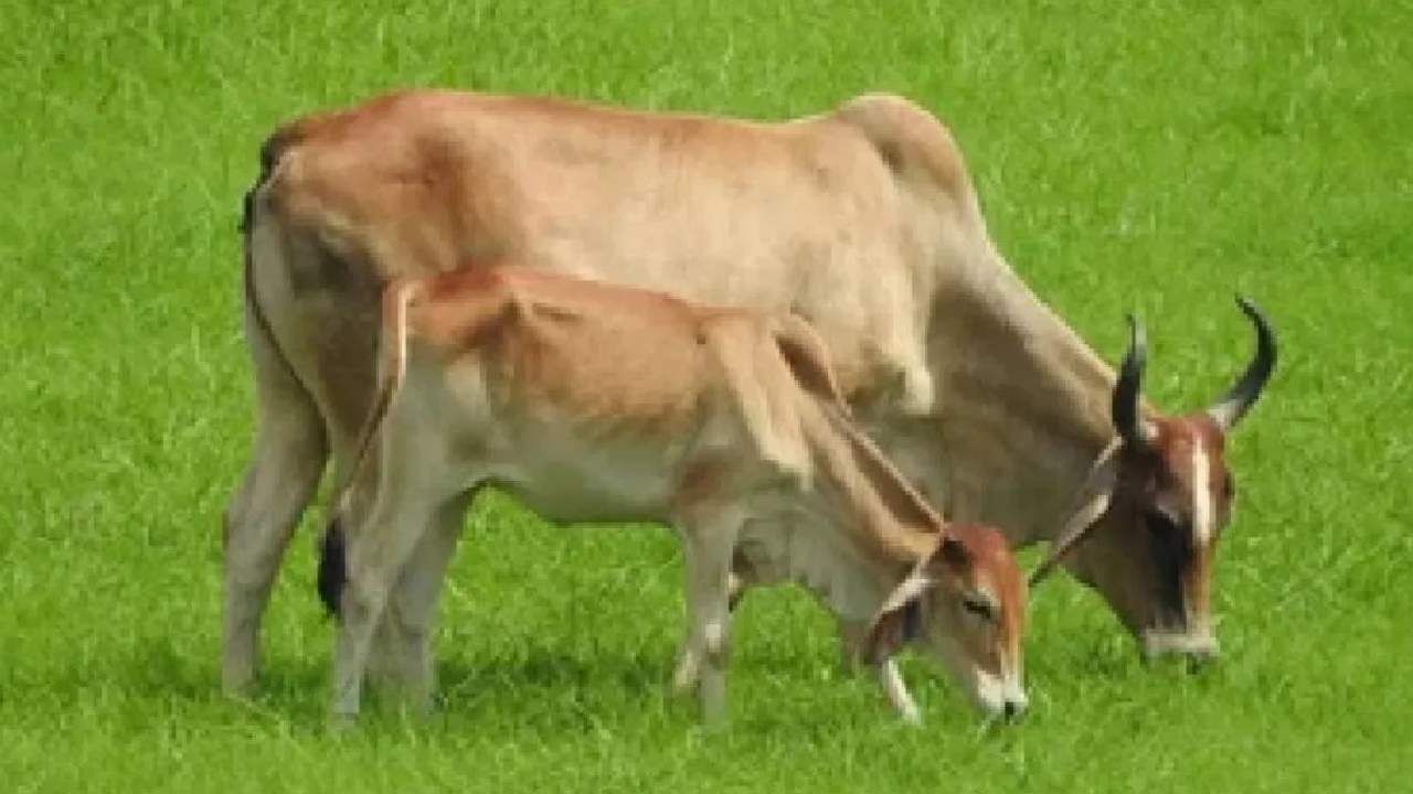 Milk Production : जनावरांना हा चारा दिल्यास वाढेल उन्हाळ्यातही दुधाचे उत्पादन, जाणून घ्या दुधाच्या गुणवत्तेविषयी