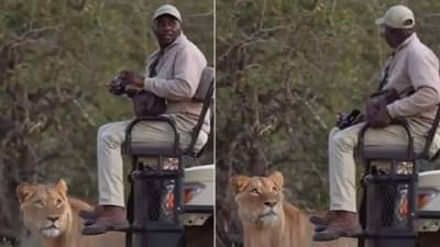 VIDEO | जंगलात फोटोग्राफी करणाऱ्या व्यक्तीसमोर अचानक सिंह उभा राहिला, मग आनंद महिंद्रा यांनी प्रश्न विचारला