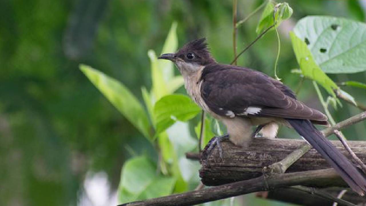 पावसाचा सांगावा घेत आफ्रिकन पाहुणा आला कृष्णाकाठावर, किती महिने राहणार मुक्काम?