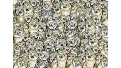 Optical Illusion | यात एक मांजर लपलीये, सांगा बरं कुठाय?