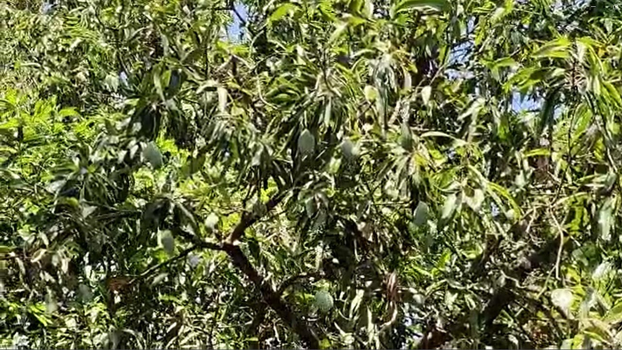 सातपुड्याच्या परिसरामध्ये कैरी पासून मोठ्या प्रमाणात आमचूर बनवण्याचा उद्योग आदिवासी शेतकरी करत असतात