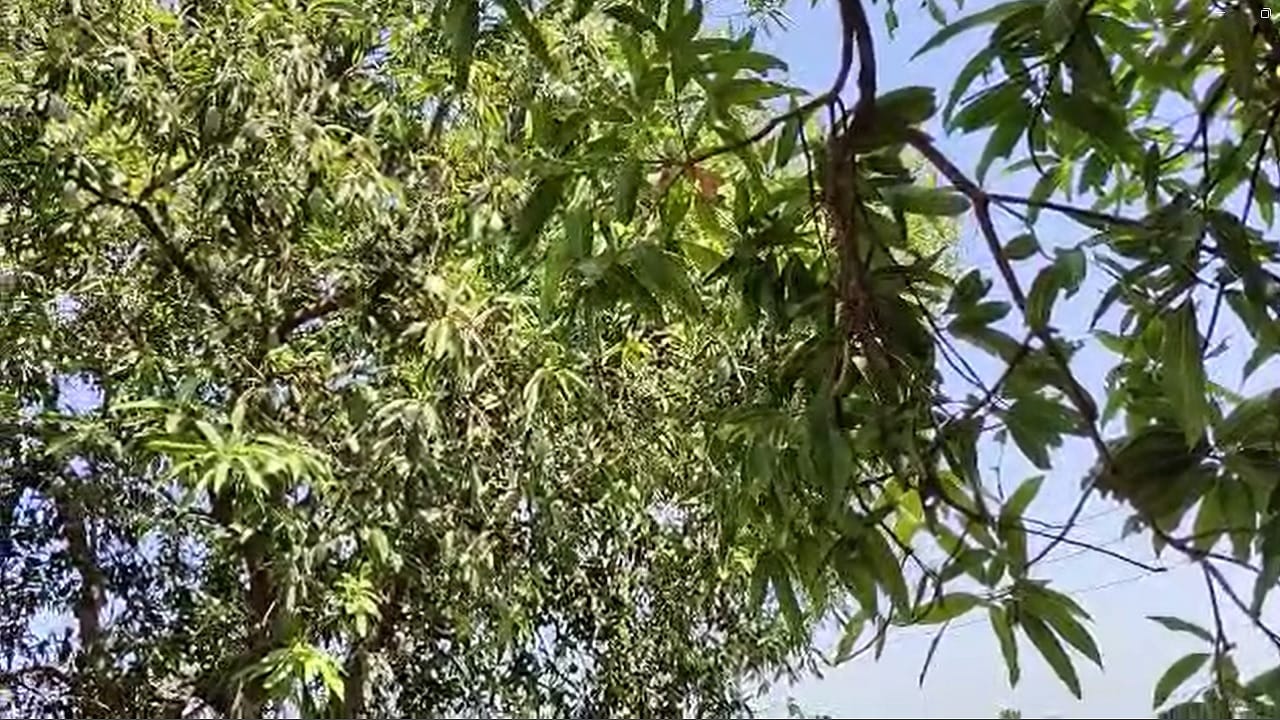 ऐन तोडणीला आलेल्या कैऱ्या मान्सूनपूर्वी आलेल्या पावसामुळे गळून पडल्या आहेत. कैरी पासून आमचूर बनवण्याचा उद्योग ठप्प झालं असून,  त्यामुळे शेतकऱ्यांना आर्थिक फटका बसत आहे. 