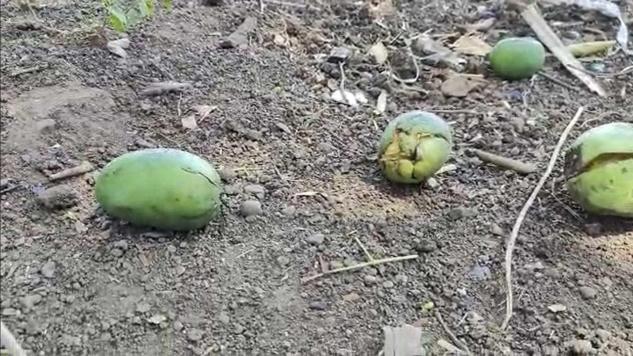 मात्र वारंवार होणाऱ्या अवकाळी पाऊस आणि वादळी वाऱ्यामुळे आंबा पिकांचे मोठ्या प्रमाणात नुकसान होत चालला आहे.