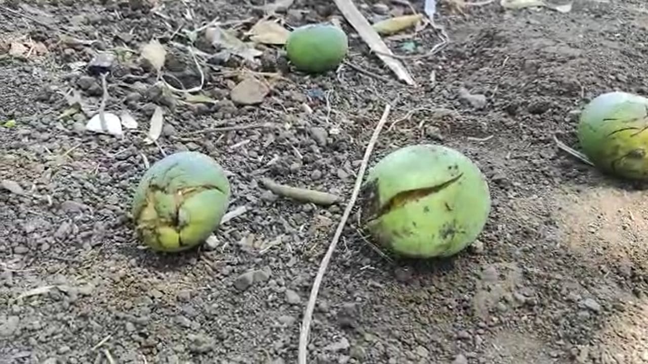 नंदूरबार जिल्ह्यातील अक्राणी आणि मोलगी परिसरात झालेल्या पावसामुळे मोठ्या प्रमाणावर कैरी आणि आंबा पिकाचं नुकसान झालं आहे. 