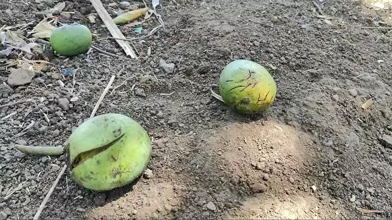 त्यामुळे आता शासनाने पंचनामे करून लवकरात लवकर भरपाई द्यावी अशी मागणी आता आदिवासी शेतकरी करत आहे.