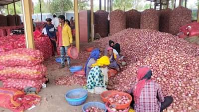 कांद्याला खासगी कृषी उत्पन्न बाजार समिती देते जास्त भाव, कांदे विक्रीसाठी शेतकऱ्यांची गर्दी