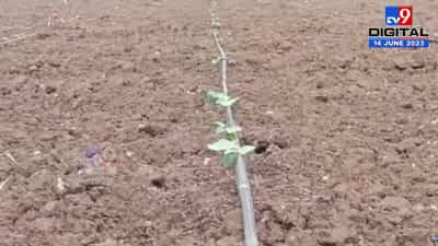 पाऊस लांबलाय? पेरण्याही खोळंबल्या, मात्र यांच्या शेतात कापशी उगवली ही; काय केलं पहा….