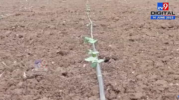 पाऊस लांबलाय? पेरण्याही खोळंबल्या, मात्र यांच्या शेतात कापशी उगवली ही; काय केलं पहा.... पाऊस लांबलाय? पेरण्याही खोळंबल्या, मात्र यांच्या शेतात कापशी उगवली ही; काय केलं पहा....
