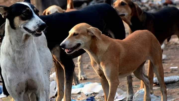 तो आला, त्यानं उचलला आणि तो पळाला; आता त्या चोर भटक्या कुत्र्याचं पालिका यंत्रणेनं केलं काय पहा... तो आला, त्यानं उचलला आणि तो पळाला; आता त्या चोर भटक्या कुत्र्याचं पालिका यंत्रणेनं केलं काय पहा...