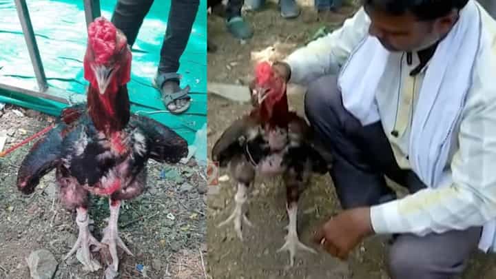 खायला एक अंड, काजू, किसमिस; वजनही 6 किलो, अन् किंमत? पहा फायटर सुल्तानची हवा खायला एक अंड, काजू, किसमिस; वजनही 6 किलो, अन् किंमत? पहा फायटर सुल्तानची हवा