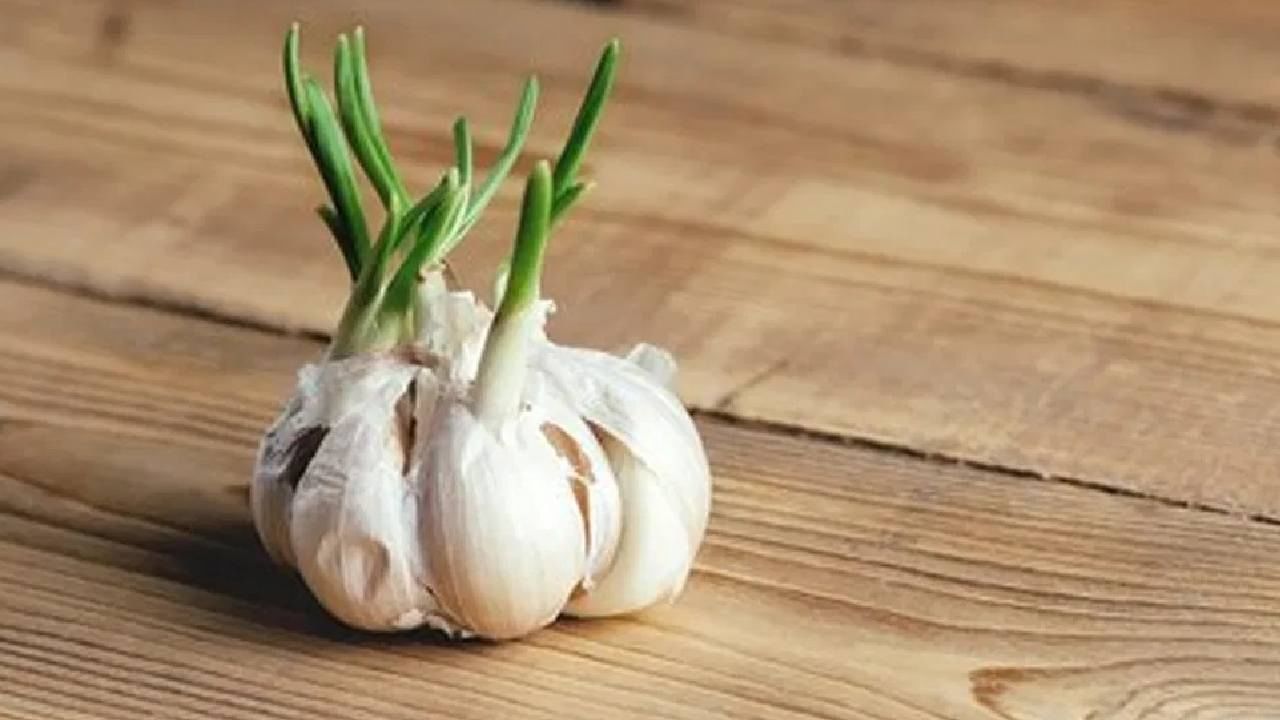 Sprouted Garlic कोंब फुटलेला लसूण खाण्याचे फायदे तुम्हाला माहिती आहेत