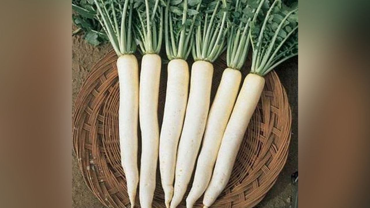 मुळ्यात भरपूर प्रमाणात व्हिटॅमिन सी असते जे रोगप्रतिकारक शक्ती वाढवण्यास मदत करते. सोबतच तो फ्री रेडिकलमुळे होणाऱ्या नुकसानापासून बचाव करतो.