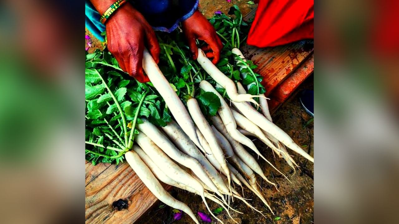 मुळा खाल्ल्याने आपली पचनक्रिया सुधारते तसेच मुळा ऍसिडिटी गॅस यासारख्या समस्या दूर करण्यासाठी उपयुक्त ठरते त्यामुळे तुम्ही मुळ्याचा समावेश तुमच्या आहारात सॅलडच्या स्वरूपात करू शकता.