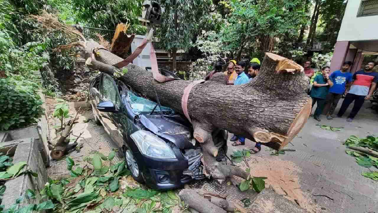 Cyclone Biparjoy: बिपिरजॉयचा हाहाकार! Video पाहा, किती भयानक...; अवाढव्य वृक्षही क्षणार्धात कोसळले