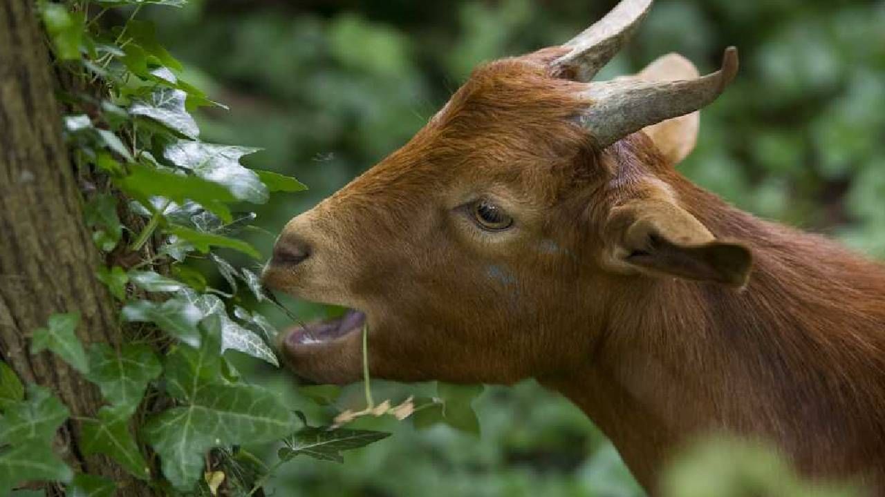 बकरीने पाला खाल्ला म्हणून बकरीच्या मालकाला दंड, पोलिसांनी बकरीलाच घेतलं ताब्यात अन्...