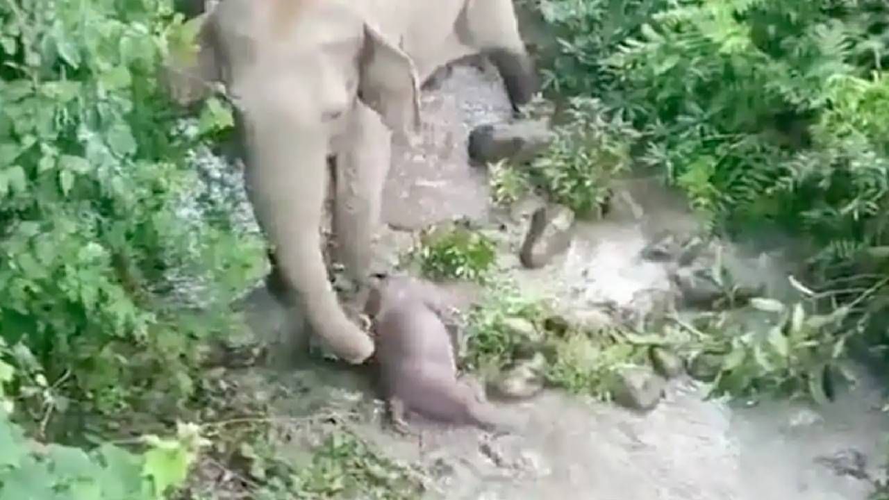 VIDEO | हत्तीचं पिल्लू मेलं, अस्वस्थ आईनं दोन किलोमीटर गोंधळ घातला, लोकं म्हणाली...