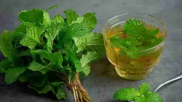 Health : उन्हाळ्यामध्ये पुदीन्याच्या पानांपासून मिळतात जबरदस्ते फायदे, जाणून घ्या!