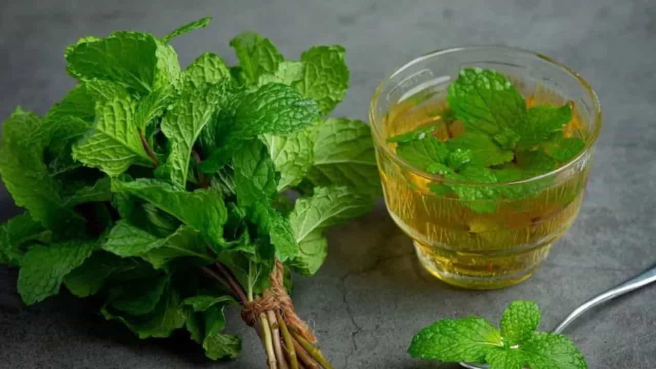 Health : उन्हाळ्यामध्ये पुदीन्याच्या पानांपासून मिळतात जबरदस्ते फायदे, जाणून घ्या!