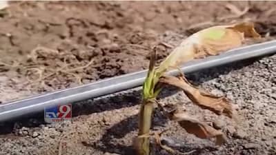 पपई आणि केळी पिकांवर ‘मर’ रोगाचा प्रादुर्भाव, कोणत्या जिल्ह्यात बळीराजा चिंतेत